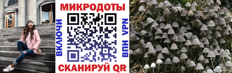 цены   Сусуман  Галлюциногенные грибы Psilocybine cubensis 